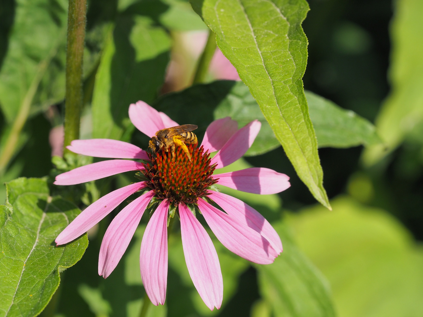 ~  Biene auf Echinacea  ~