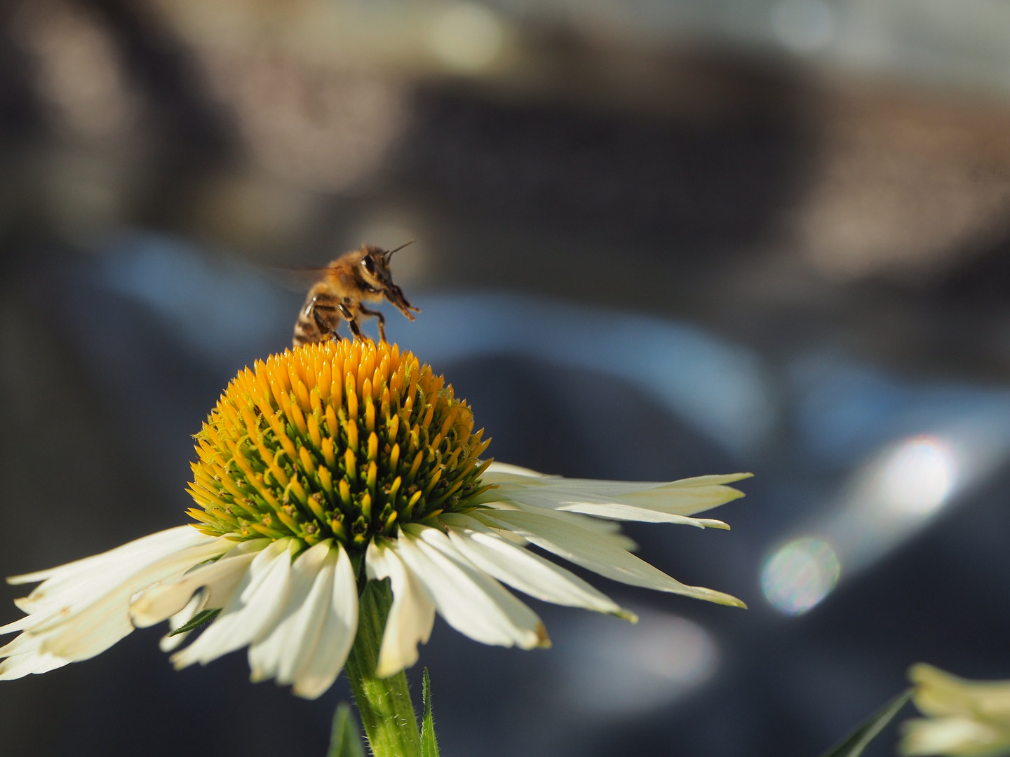 ~  Biene auf Echinacea ~