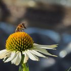 ~  Biene auf Echinacea ~