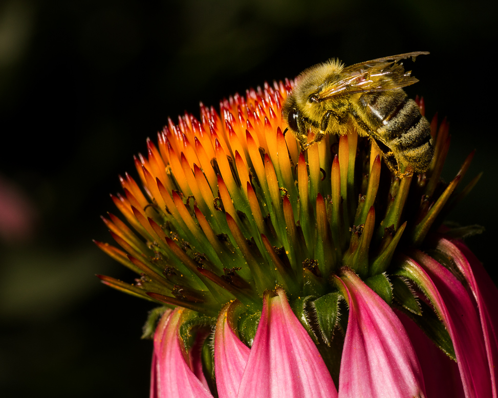 Biene auf Echinacea