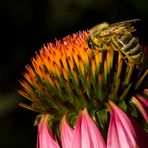 Biene auf Echinacea