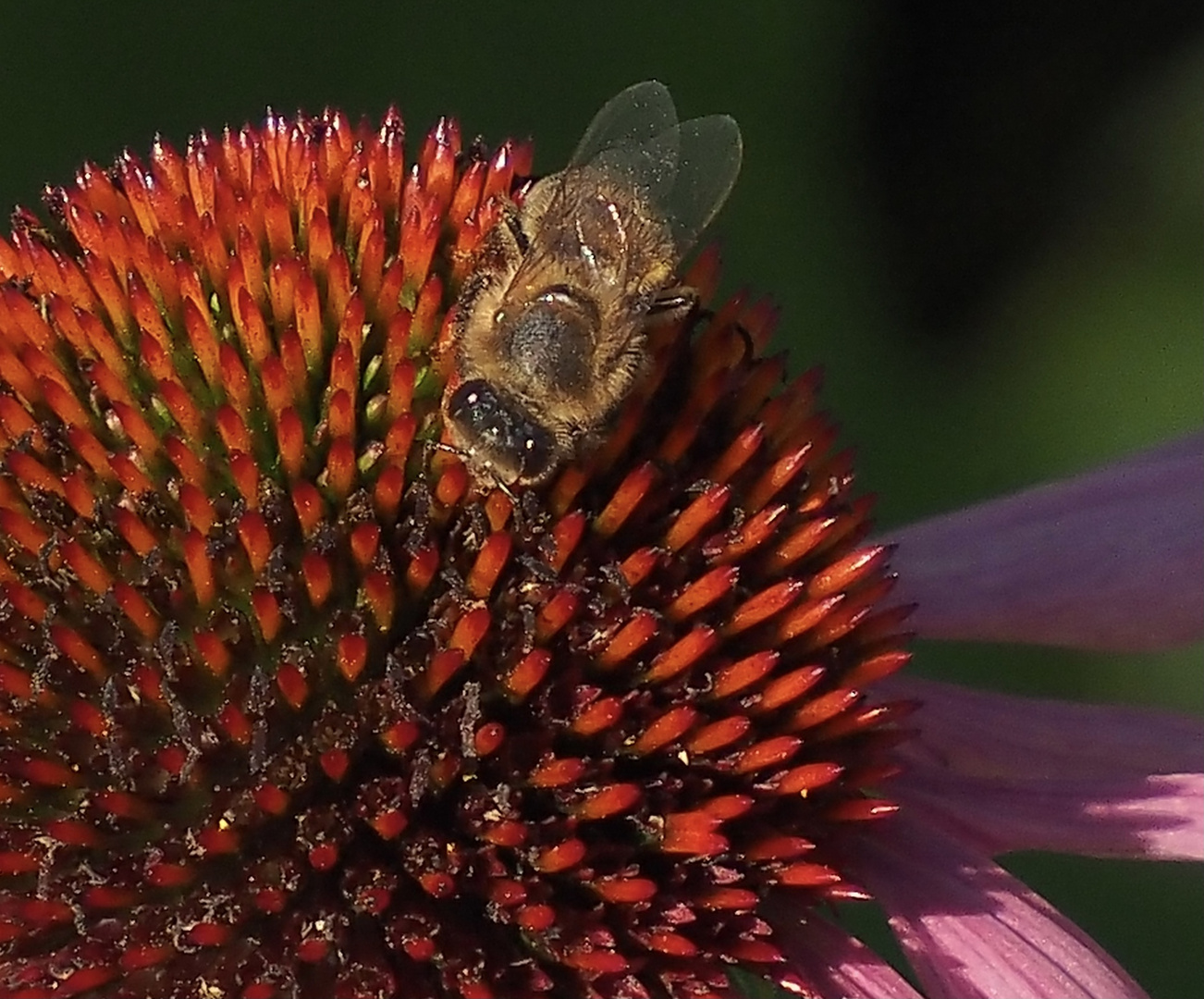 Biene auf Echinacea