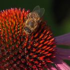 Biene auf Echinacea