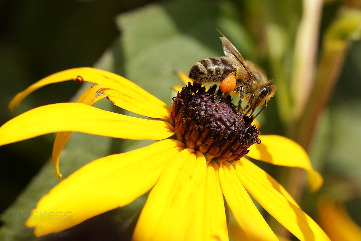 Biene auf Echinacea