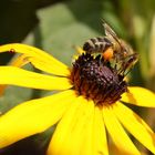 Biene auf Echinacea