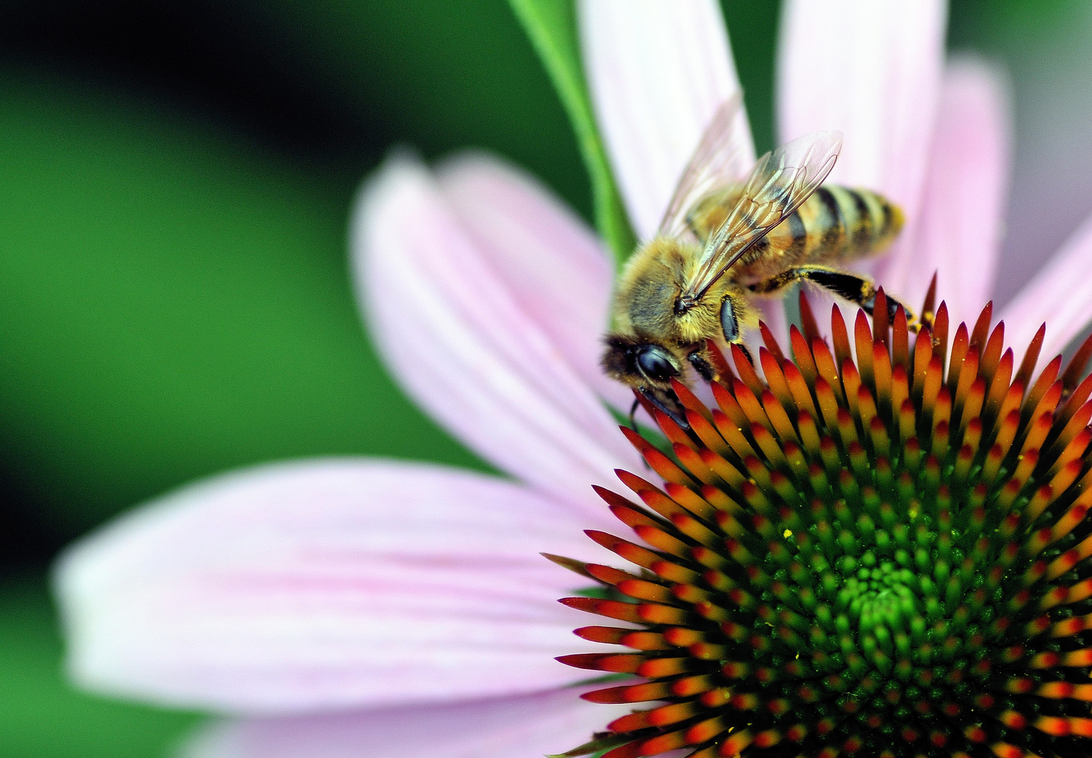 Biene auf Echinacea