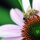 Biene auf Echinacea