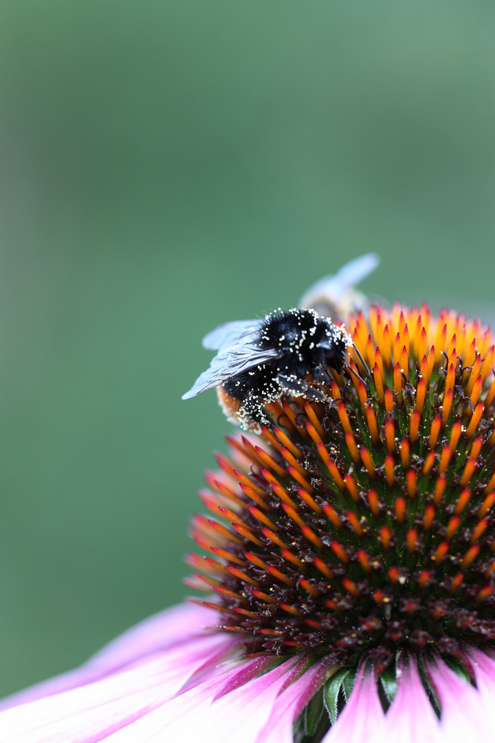 Biene auf Echinacea II