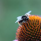 Biene auf Echinacea II