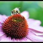 Biene auf Echinacea reloaded