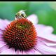 Biene auf Echinacea reloaded