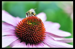 Biene auf Echinacea reloaded