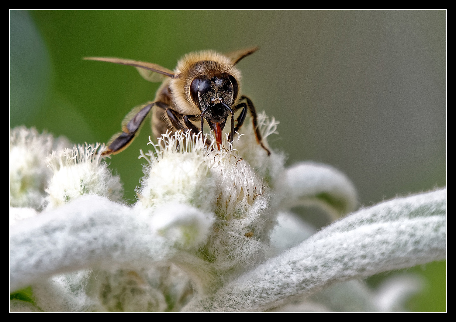 Biene auf Edelweiss