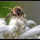 Biene auf Edelweiss