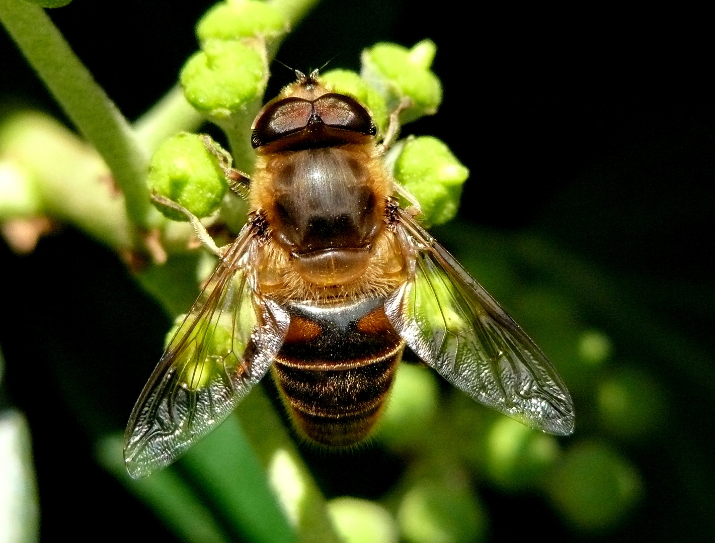 Biene auf Efeu