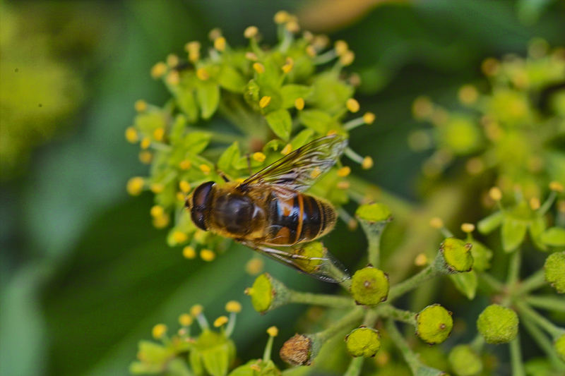 Biene auf Efeublüte