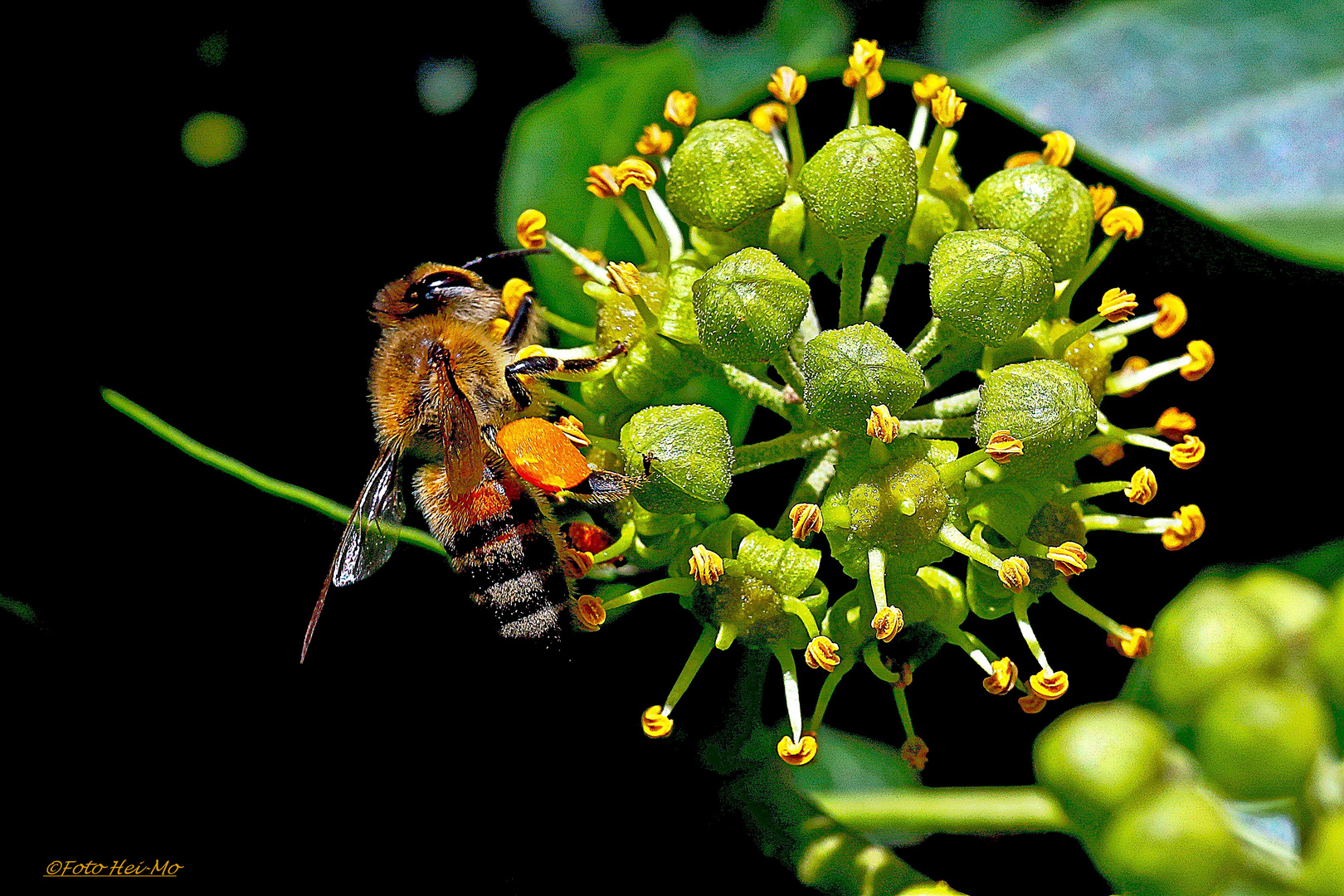 Biene auf Efeublüte - schon sehr bestäubt