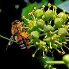 Biene auf Efeublüte - schon sehr bestäubt