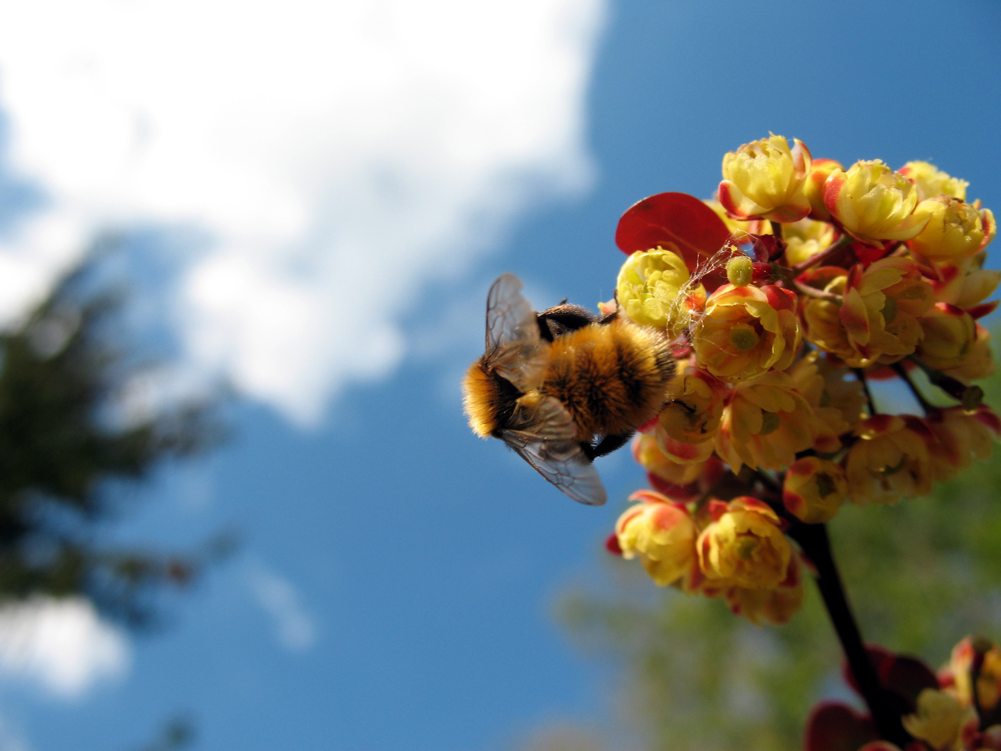 Biene auf einem Strauch Berberis vulgaris 3 mai 2012