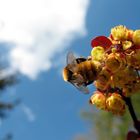 Biene auf einem Strauch Berberis vulgaris 3 mai 2012