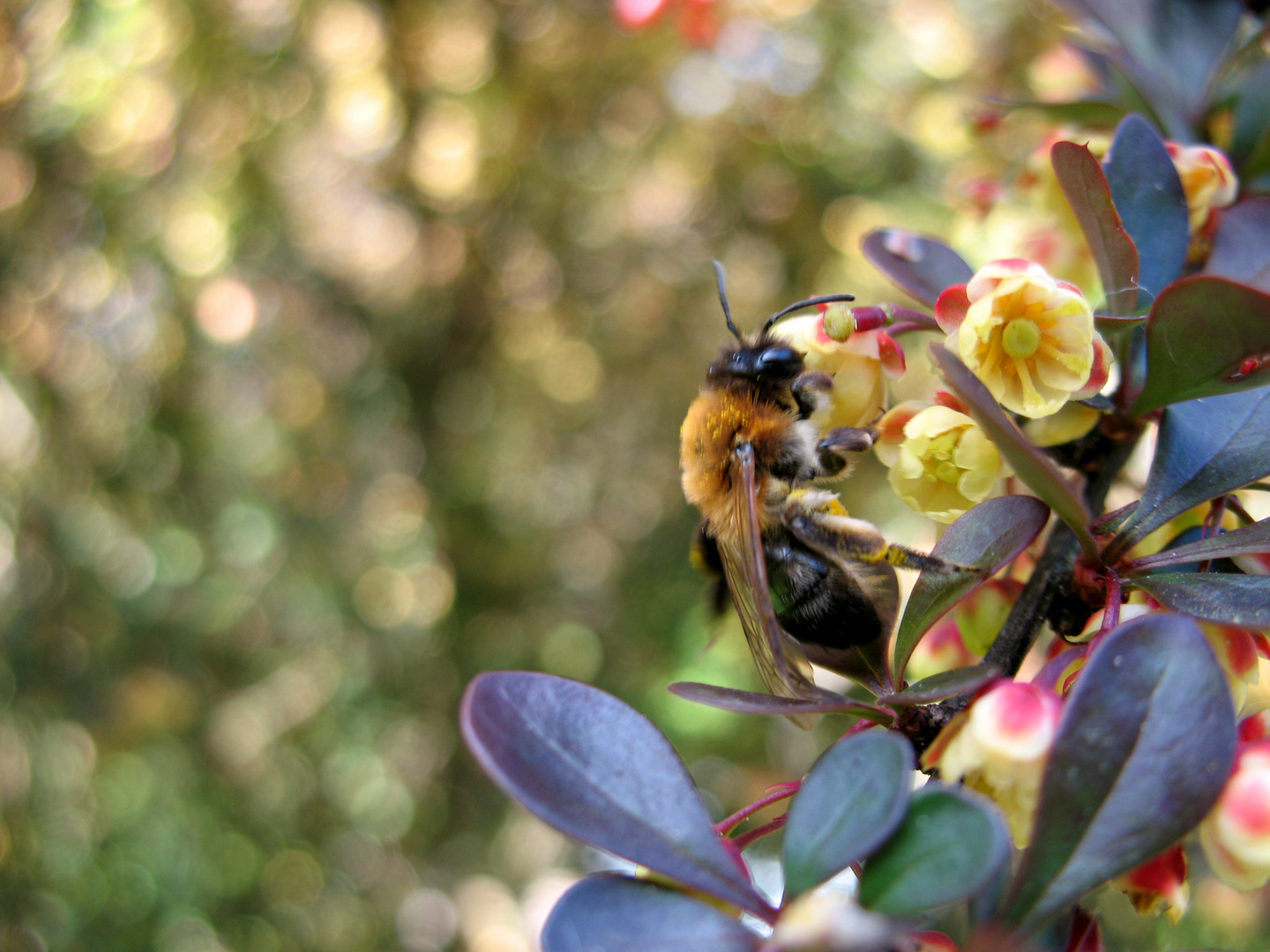 Biene auf einem Strauch Berberis vulgaris 3 mai 2012