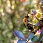 Biene auf einem Strauch Berberis vulgaris 3 mai 2012