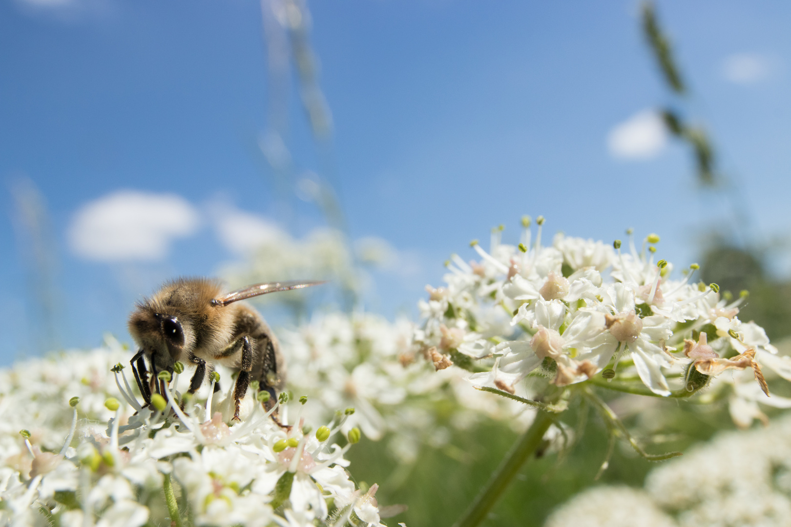 Biene auf einem Teppich aus weißen Blüten