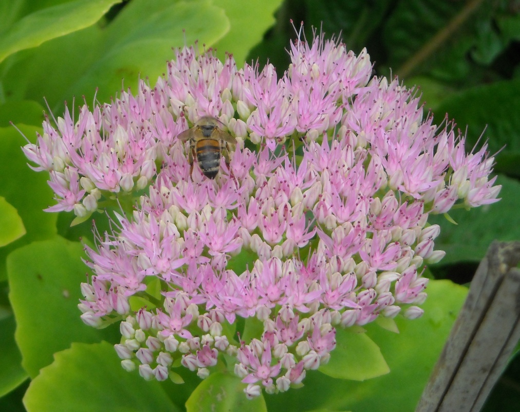 Biene auf einen Sedum