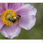 Biene auf einer Anemonen-Blüte