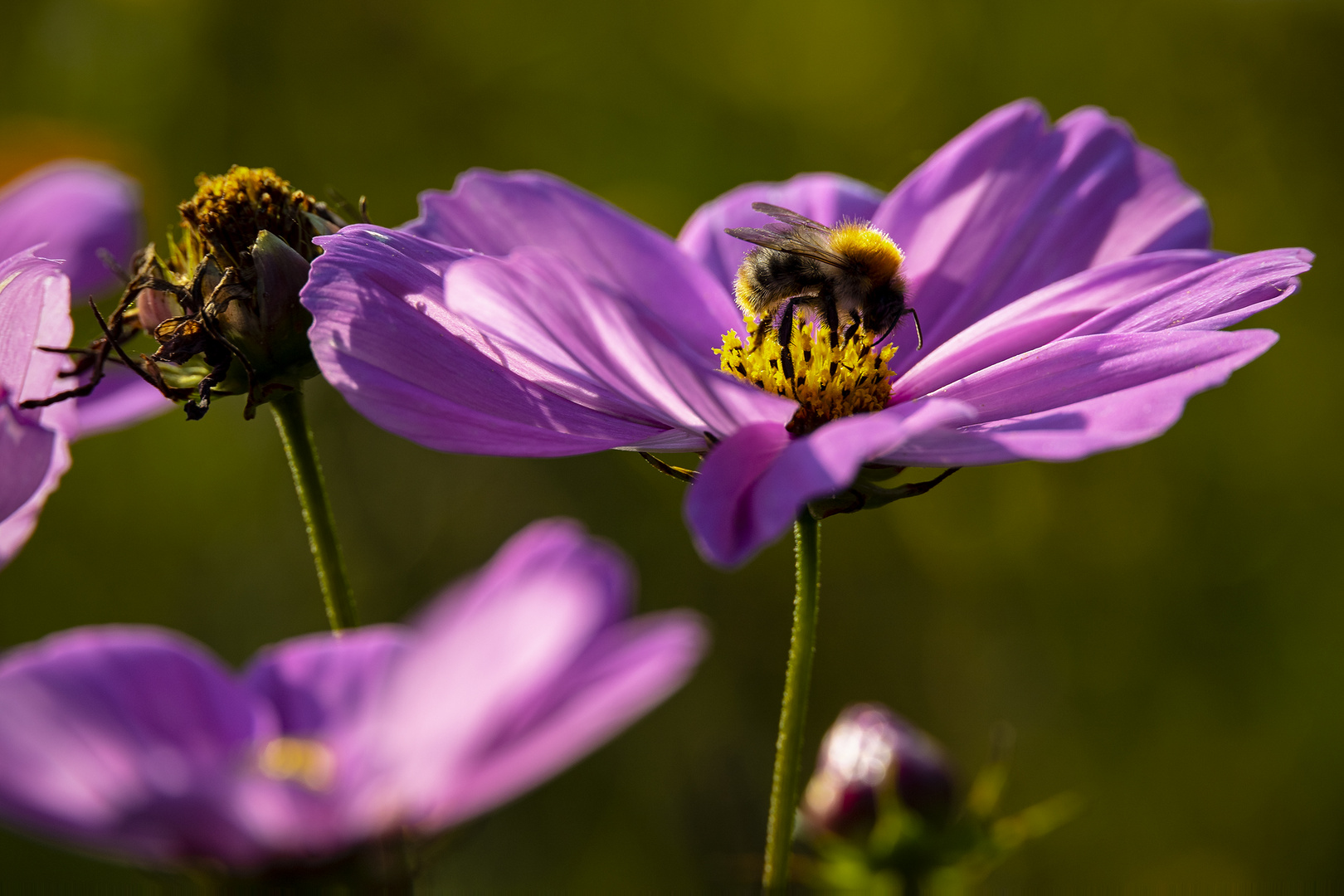 Biene auf einer Blühte