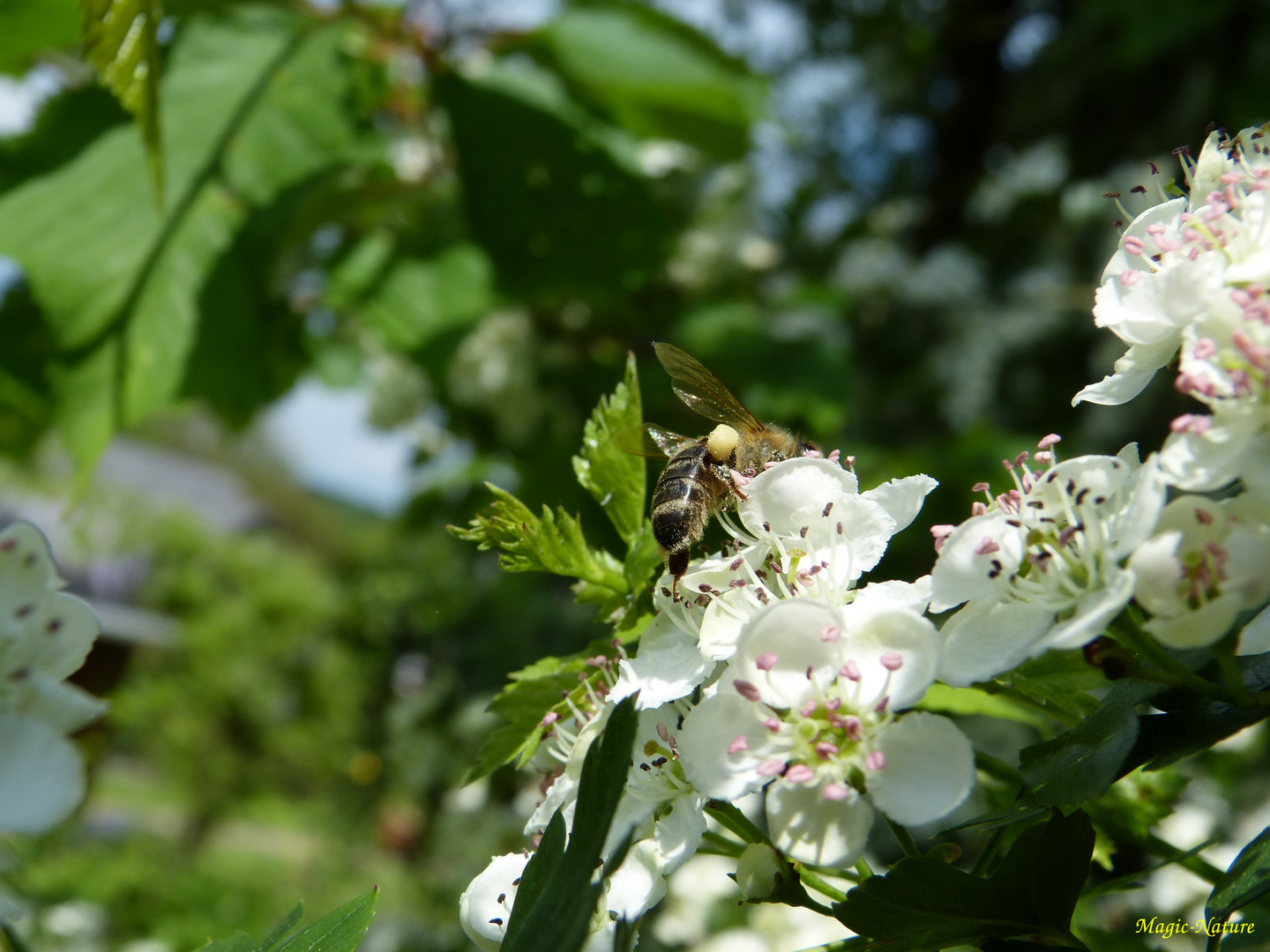 Biene auf einer Blüte