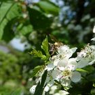 Biene auf einer Blüte