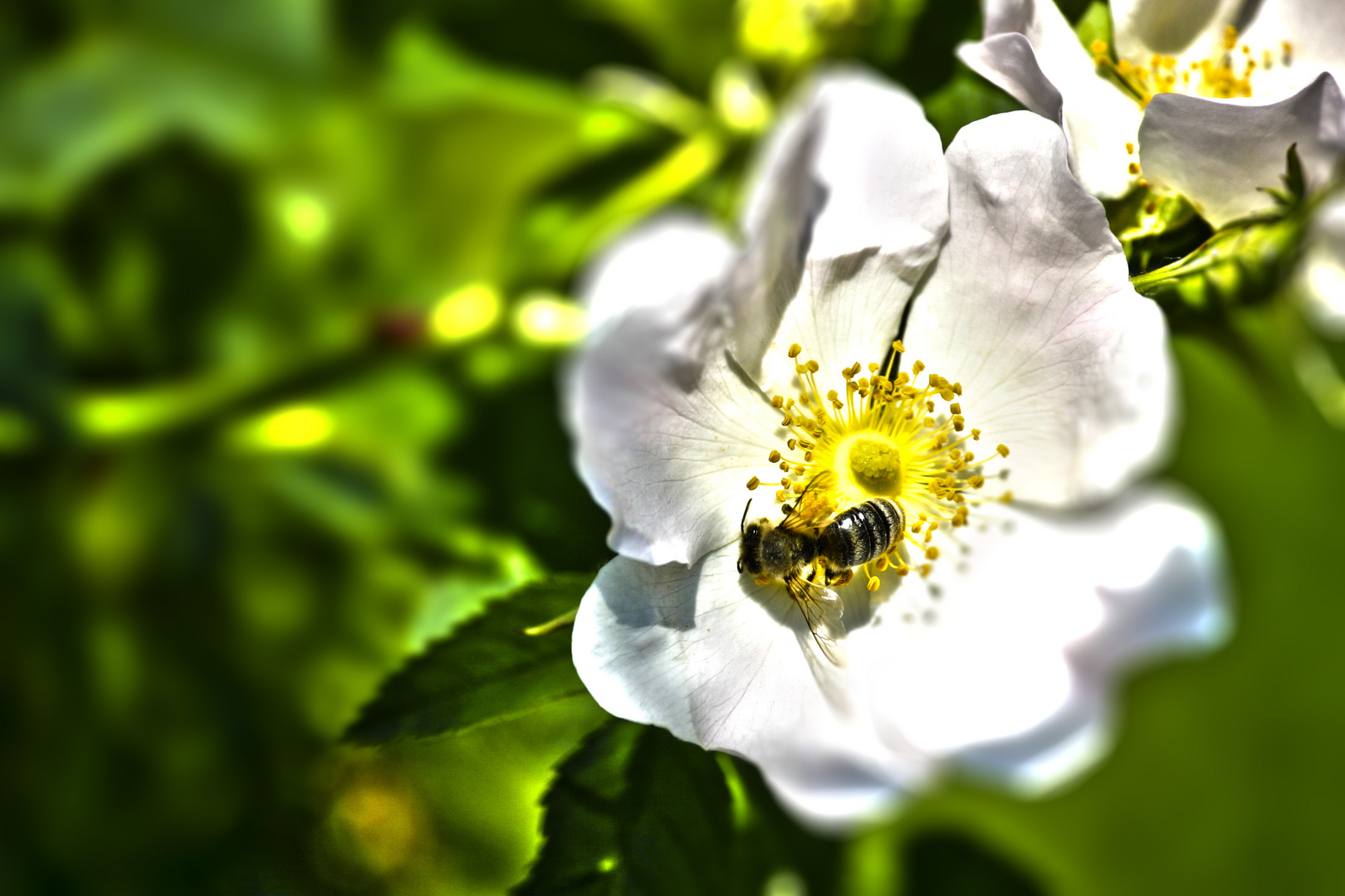 Biene auf einer Blüte