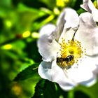 Biene auf einer Blüte