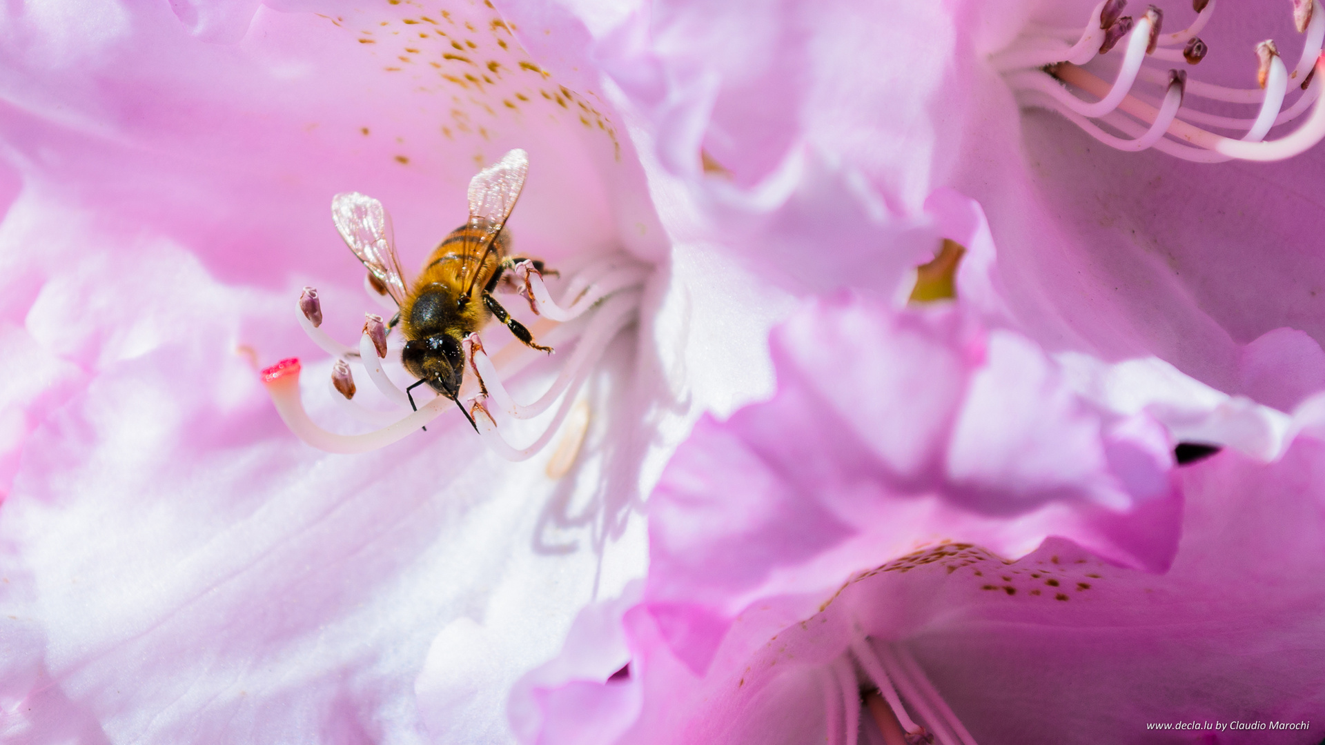 Biene auf einer Blüte