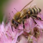 Biene auf einer Blüte