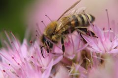 Biene auf einer Blüte