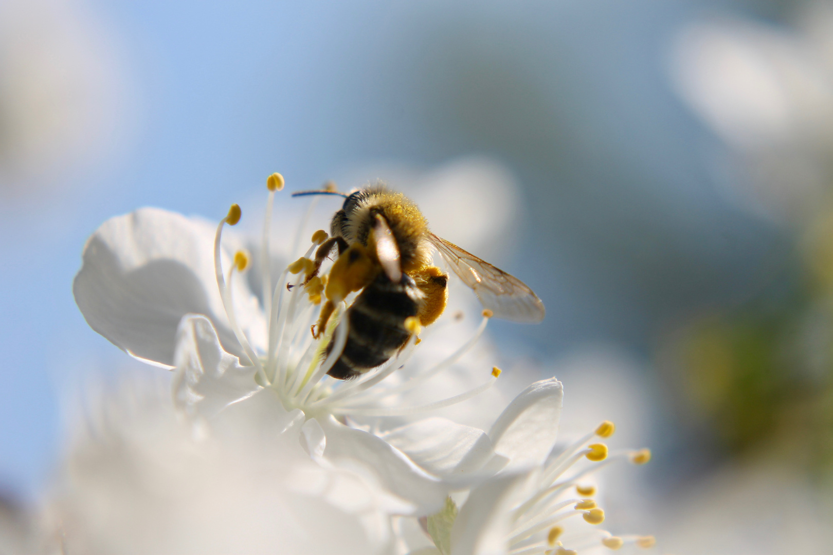 Biene auf einer Blüte