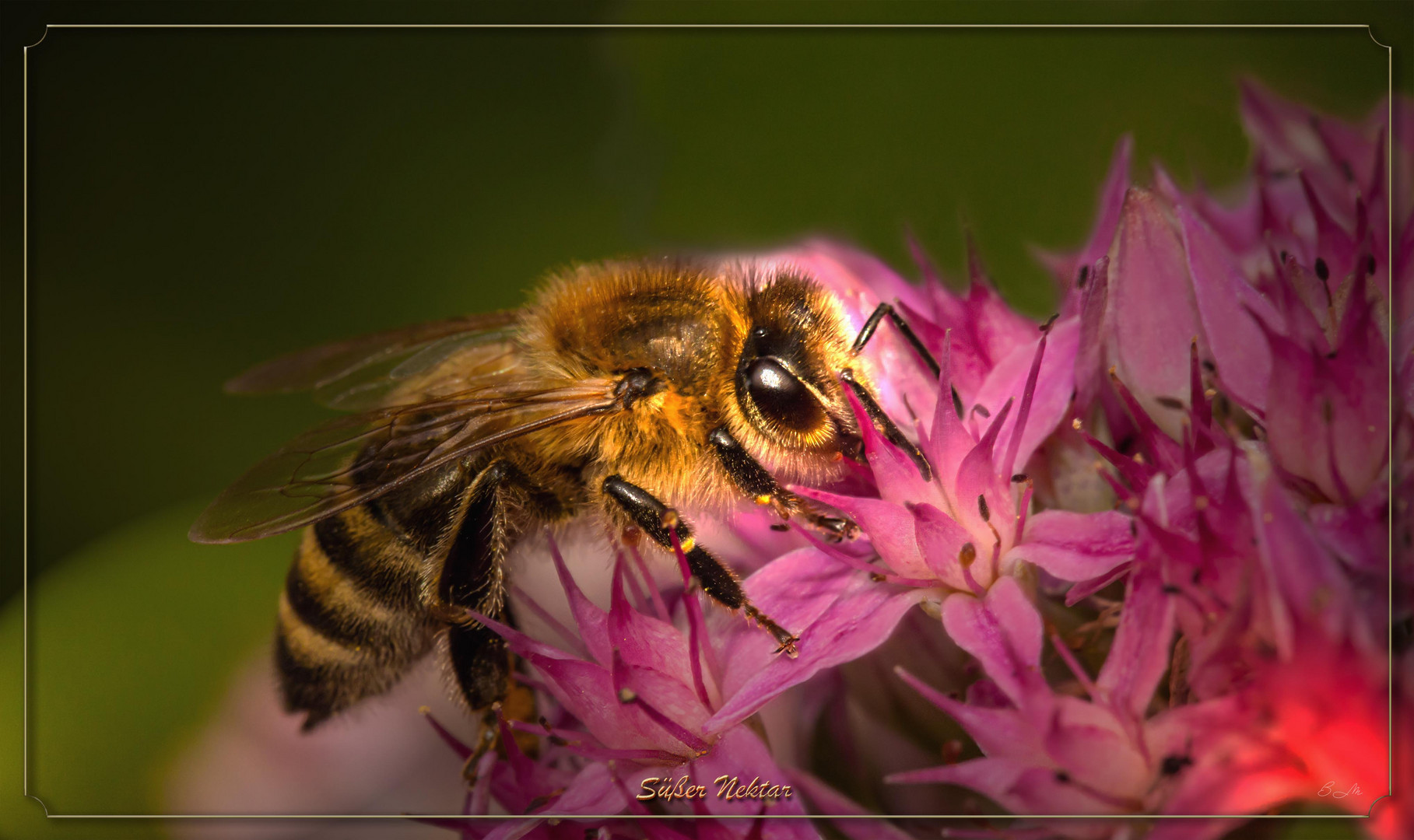 Biene auf einer Blüte Foto & Bild fotos, makro, natur Bilder auf