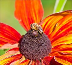 Biene auf einer Blüte