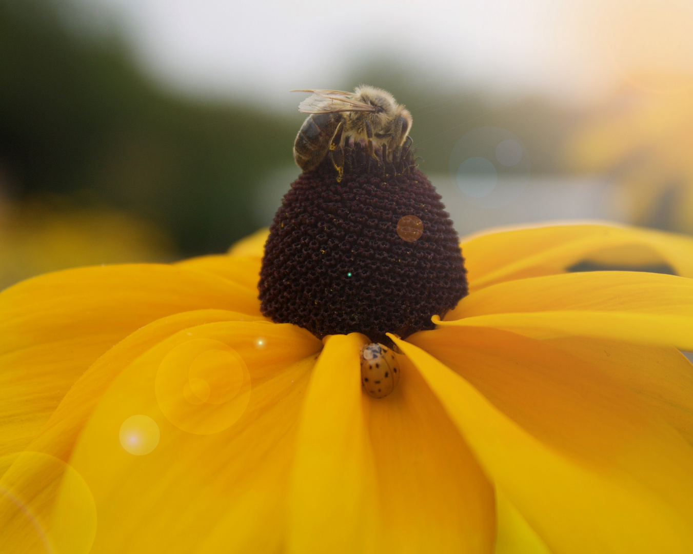 Biene auf einer Blume 