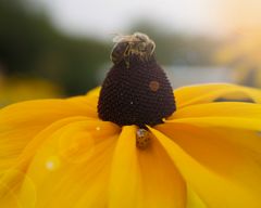 Biene auf einer Blume 