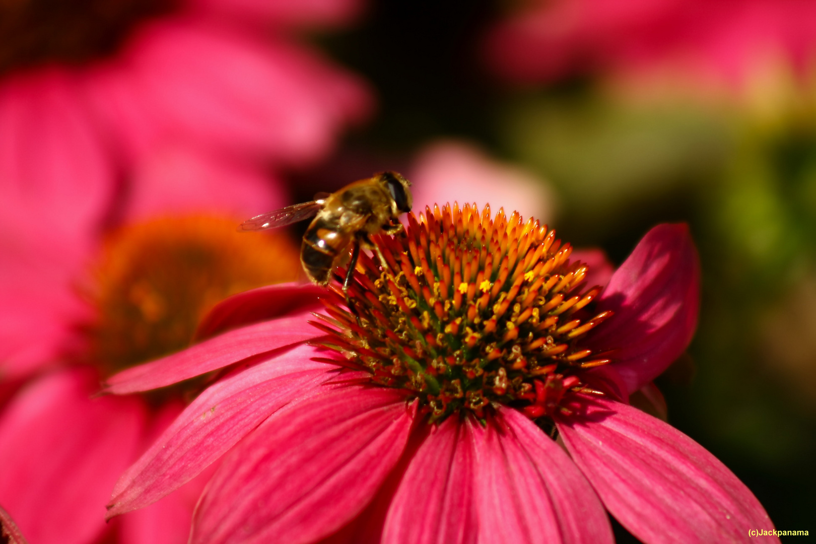 Biene auf einer Blume