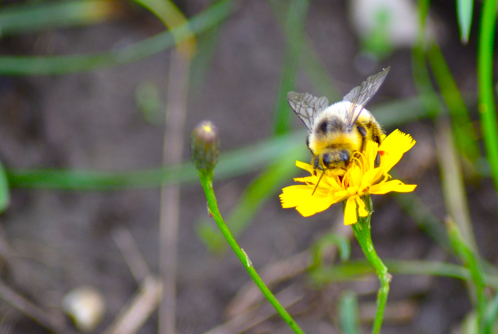 Biene auf einer Blume