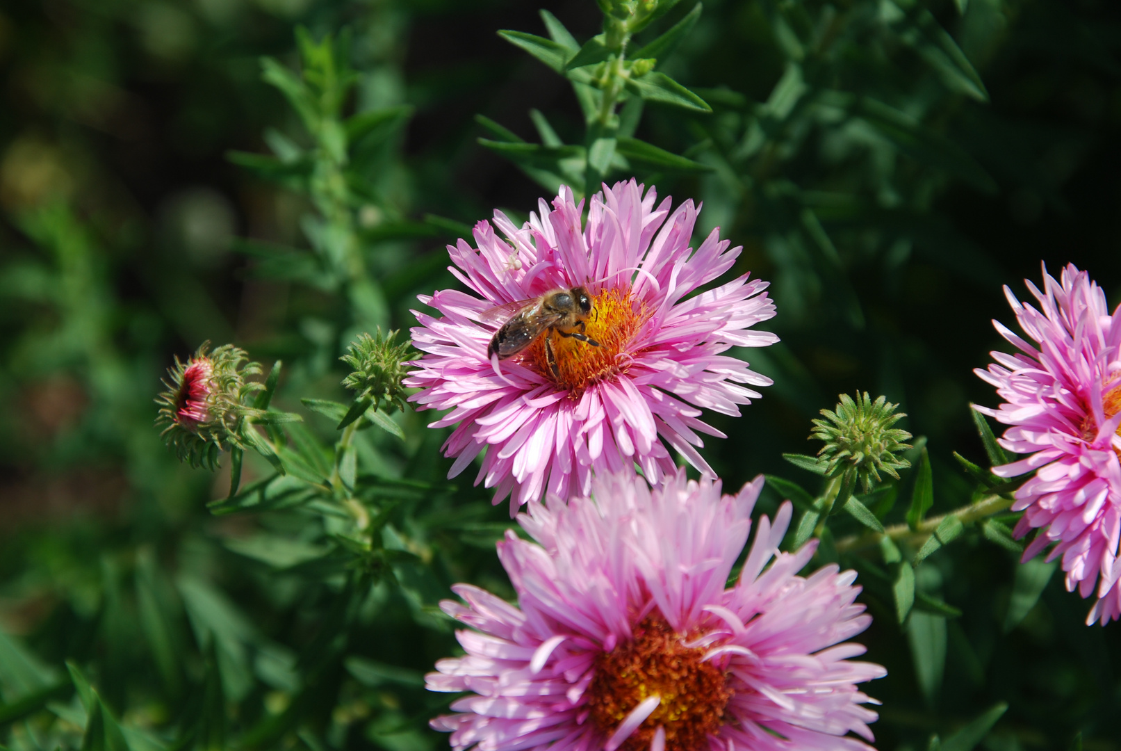 Biene auf einer Blume