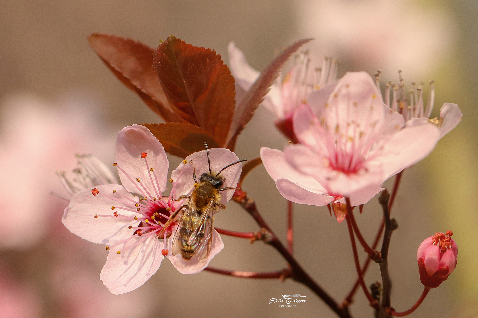 Biene auf einer Blutpflaumenblüte