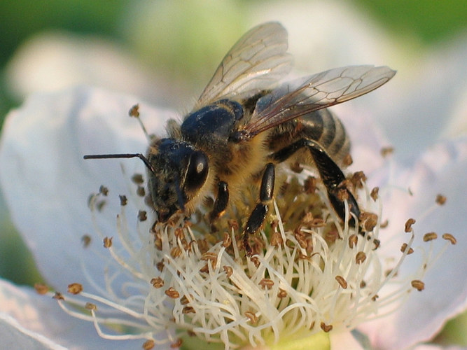 Biene auf einer Brombeerblüte