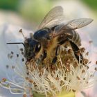 Biene auf einer Brombeerblüte