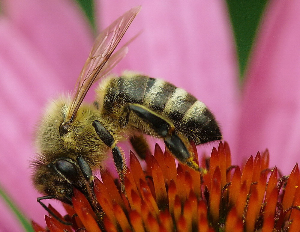 Biene auf einer Echinacea-Blüte