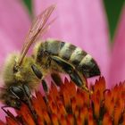 Biene auf einer Echinacea-Blüte